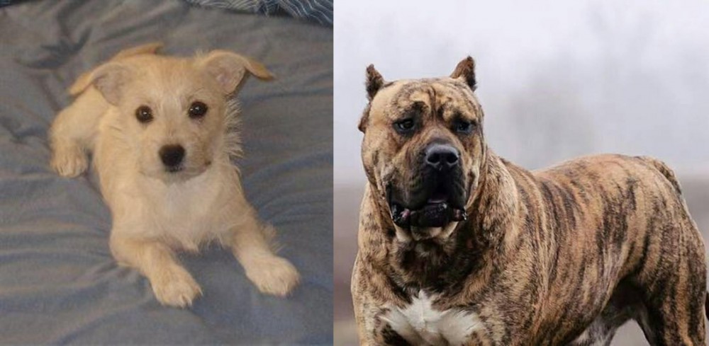 Perro de Presa Canario vs Chipoo - Breed Comparison