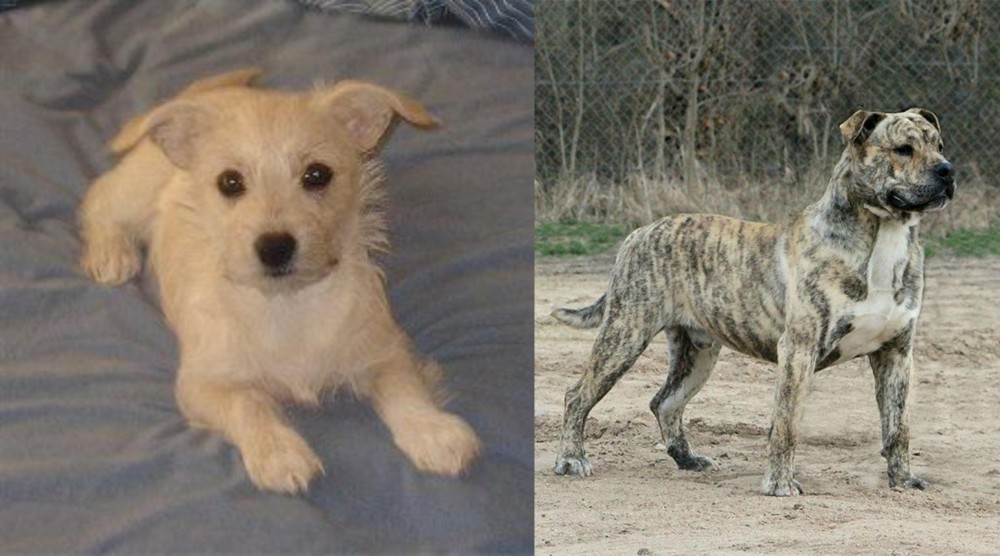 Perro de Presa Mallorquin vs Chipoo - Breed Comparison