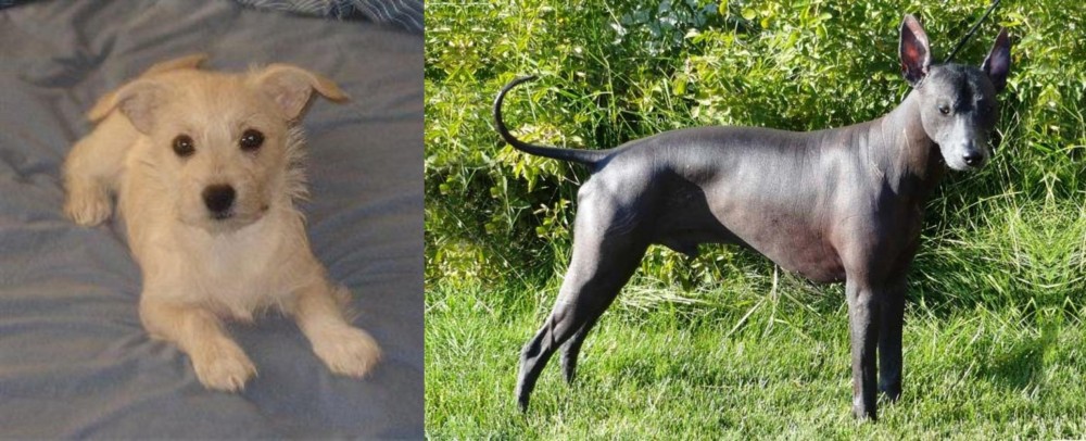Peruvian Hairless vs Chipoo - Breed Comparison