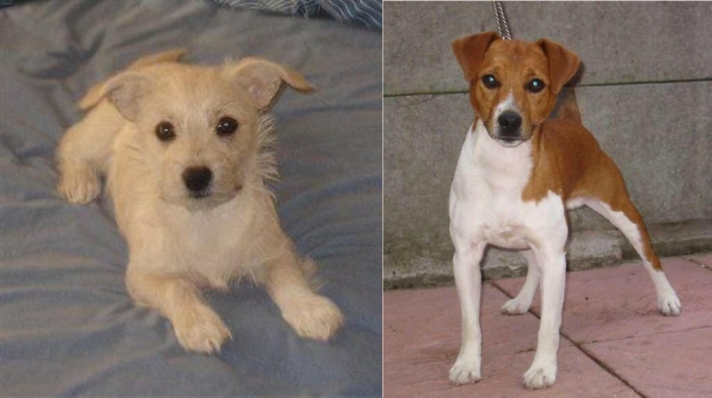Plummer Terrier vs Chipoo - Breed Comparison