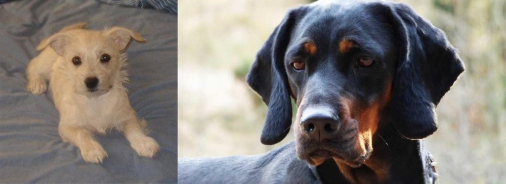 Polish Hunting Dog vs Chipoo - Breed Comparison