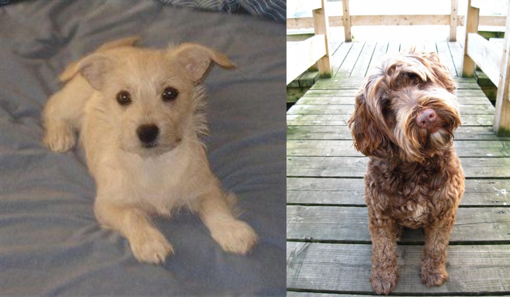 Portuguese Water Dog vs Chipoo - Breed Comparison