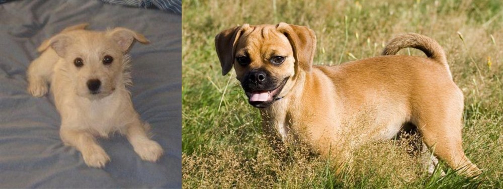 Puggle vs Chipoo - Breed Comparison