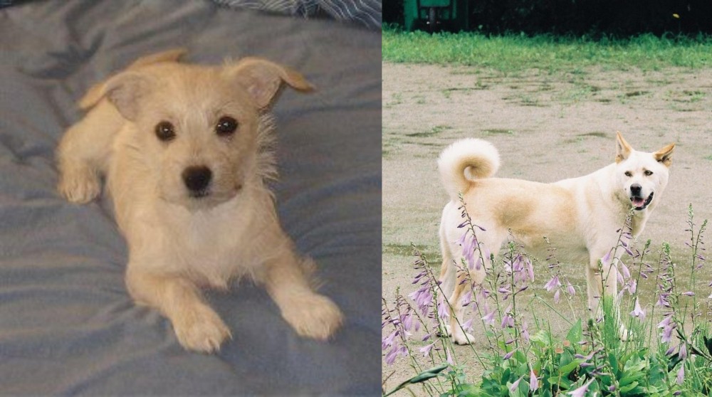 Pungsan Dog vs Chipoo - Breed Comparison