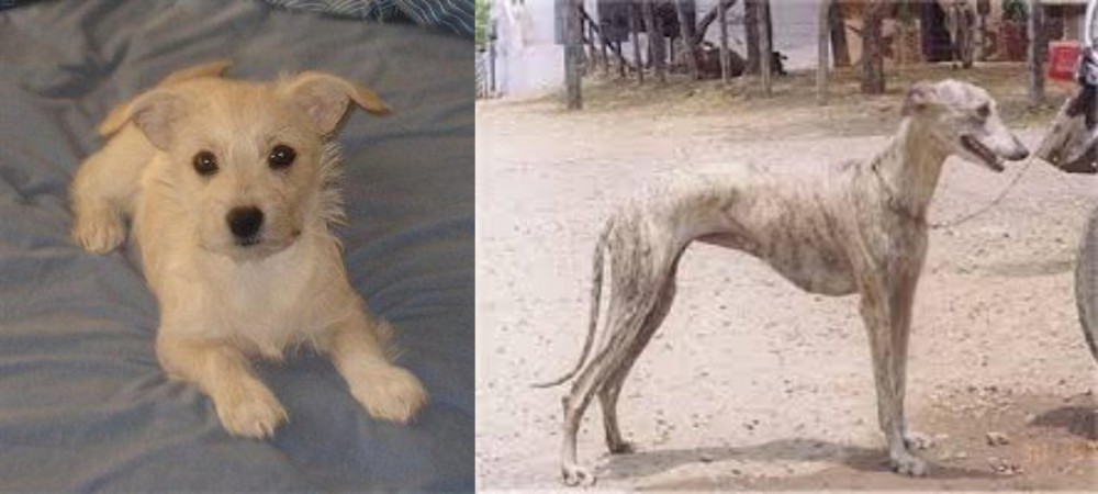 Rampur Greyhound vs Chipoo - Breed Comparison