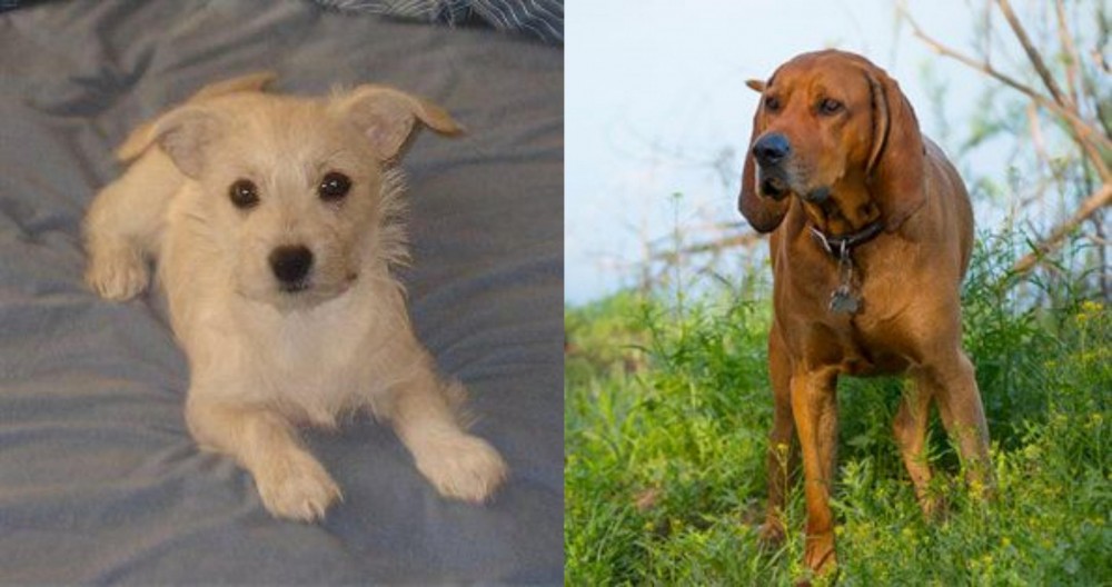 Redbone Coonhound vs Chipoo - Breed Comparison