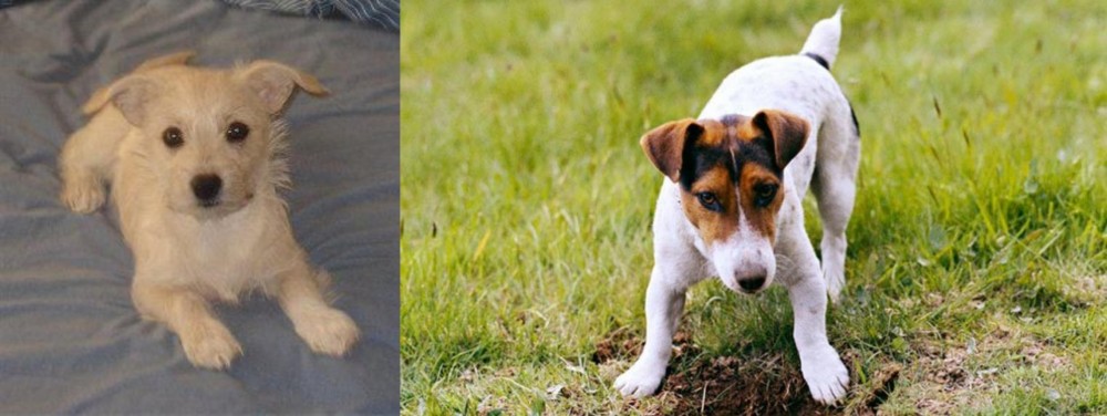 Russell Terrier vs Chipoo - Breed Comparison