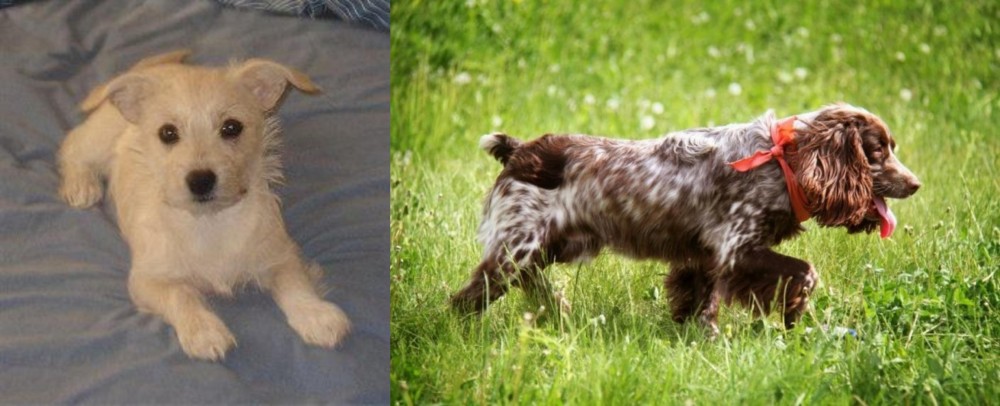 Russian Spaniel vs Chipoo - Breed Comparison