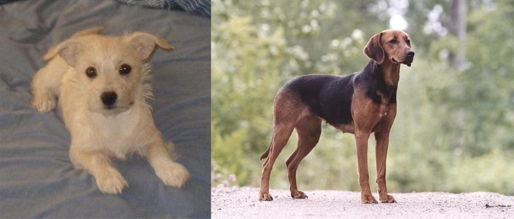Schillerstovare vs Chipoo - Breed Comparison