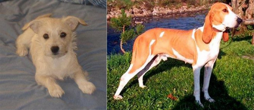Schweizer Laufhund vs Chipoo - Breed Comparison