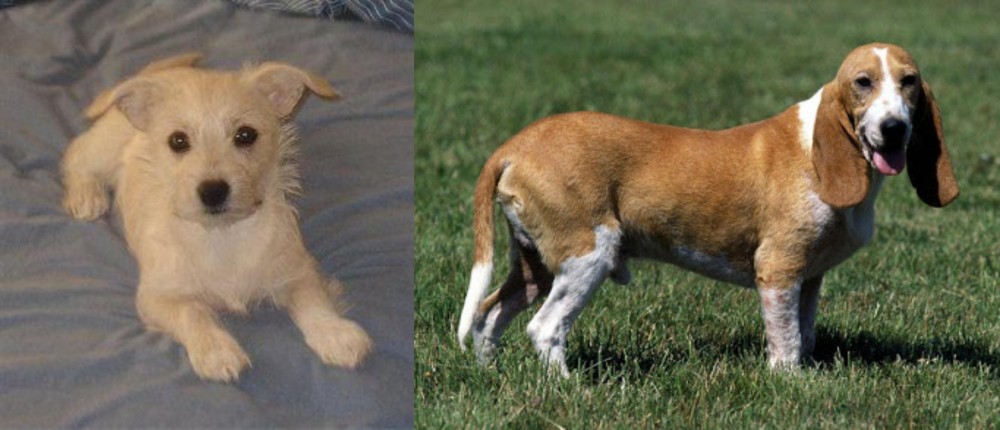 Schweizer Niederlaufhund vs Chipoo - Breed Comparison