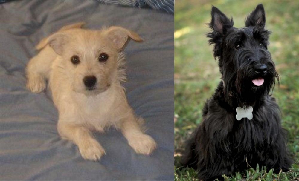 Scoland Terrier vs Chipoo - Breed Comparison