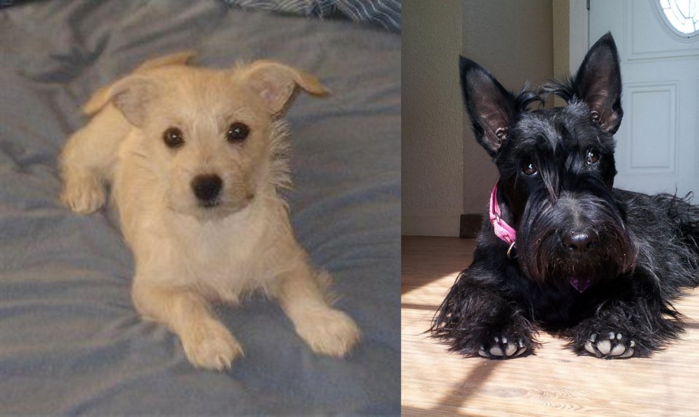 Scottish Terrier vs Chipoo - Breed Comparison