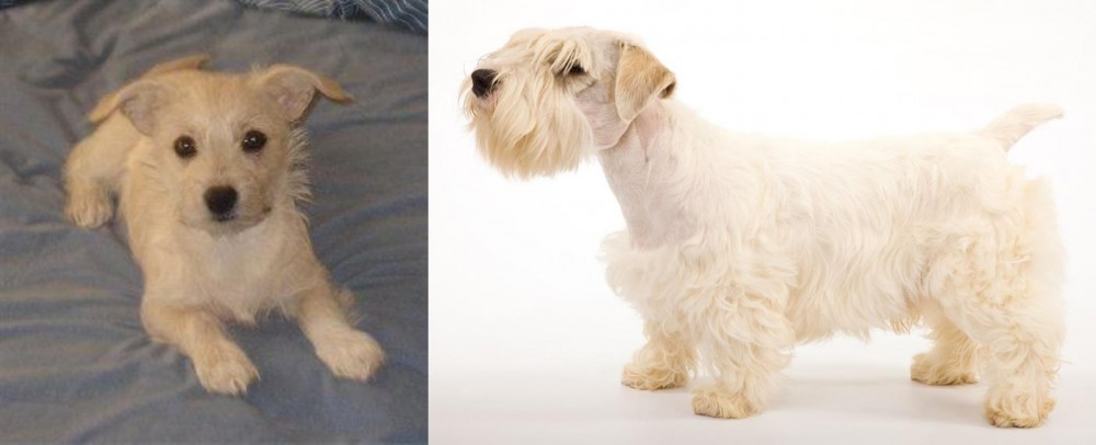Sealyham Terrier vs Chipoo - Breed Comparison