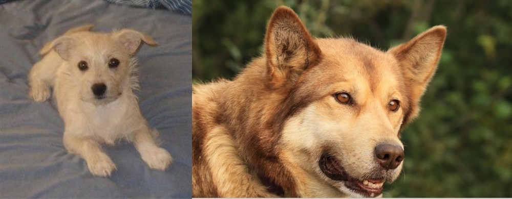 Seppala Siberian Sleddog vs Chipoo - Breed Comparison