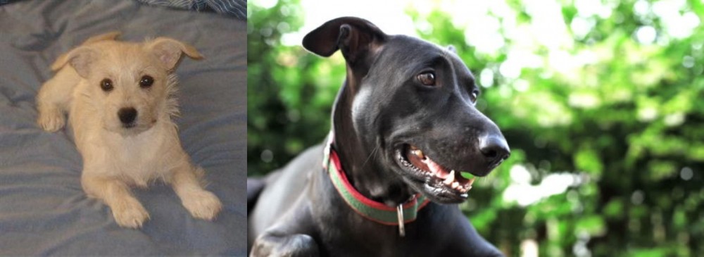 Shepard Labrador vs Chipoo - Breed Comparison