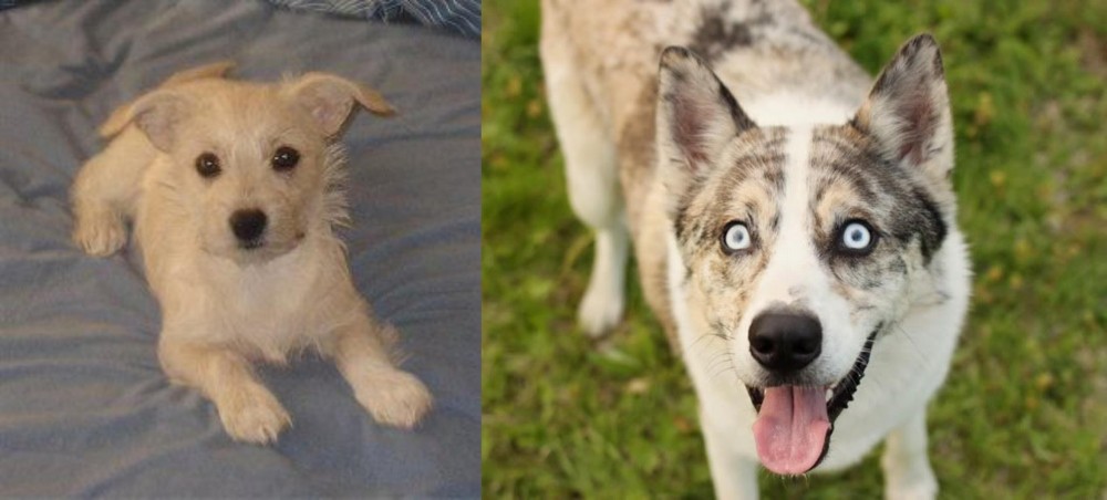 Shepherd Husky vs Chipoo - Breed Comparison