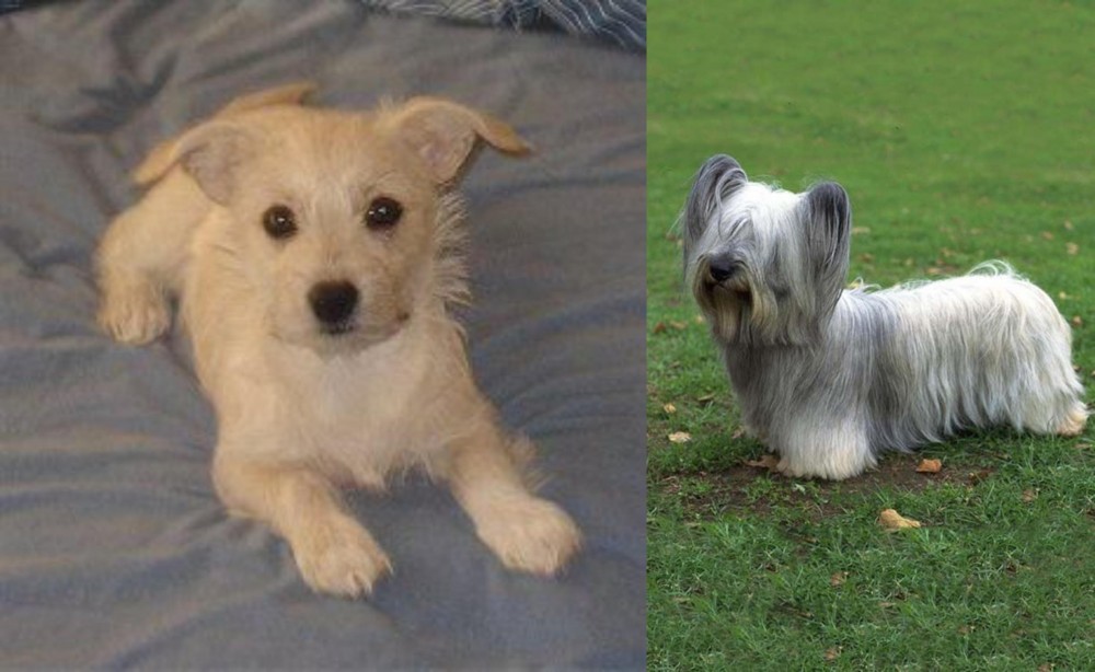 Skye Terrier vs Chipoo - Breed Comparison