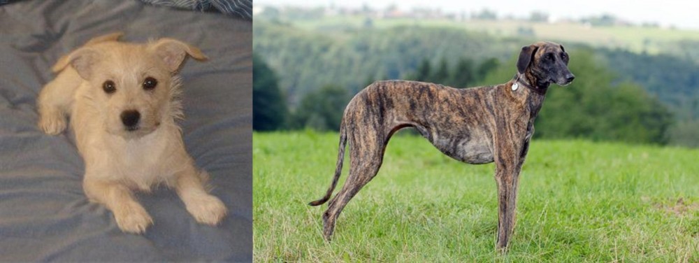 Sloughi vs Chipoo - Breed Comparison