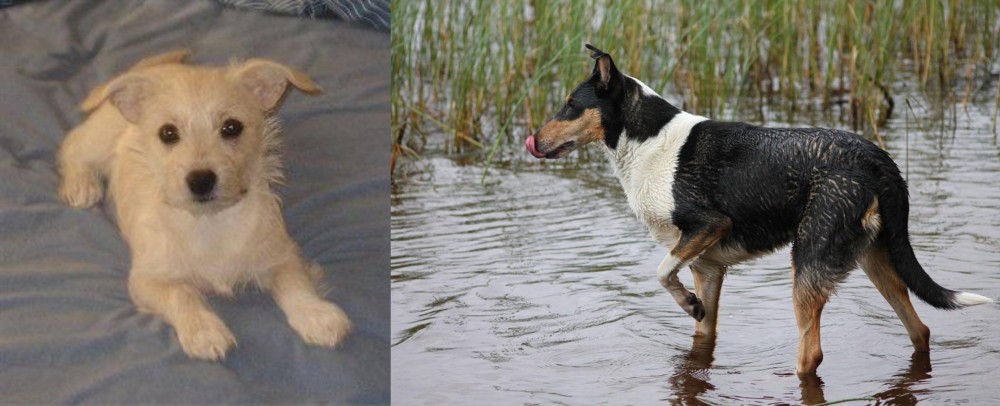 Smooth Collie vs Chipoo - Breed Comparison