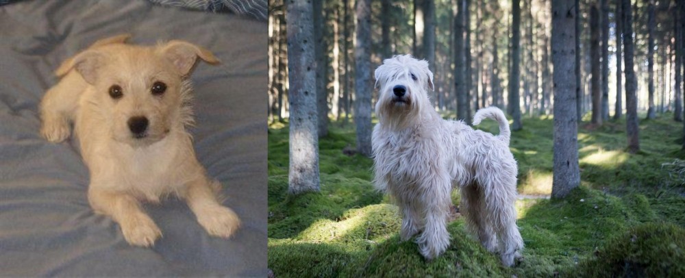 Soft-Coated Wheaten Terrier vs Chipoo - Breed Comparison