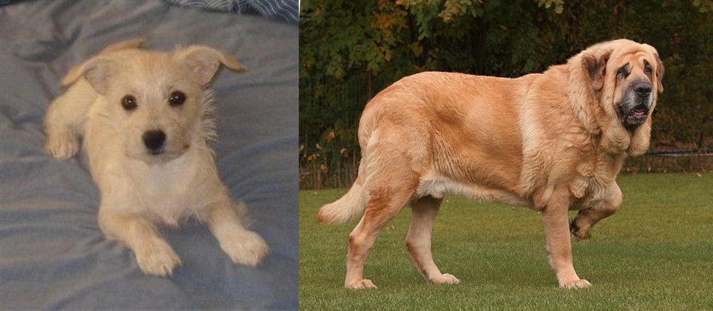 Spanish Mastiff vs Chipoo - Breed Comparison