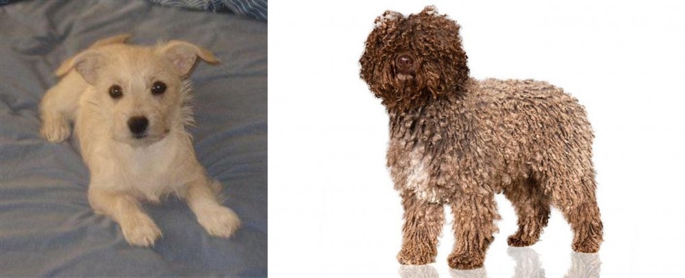 Spanish Water Dog vs Chipoo - Breed Comparison