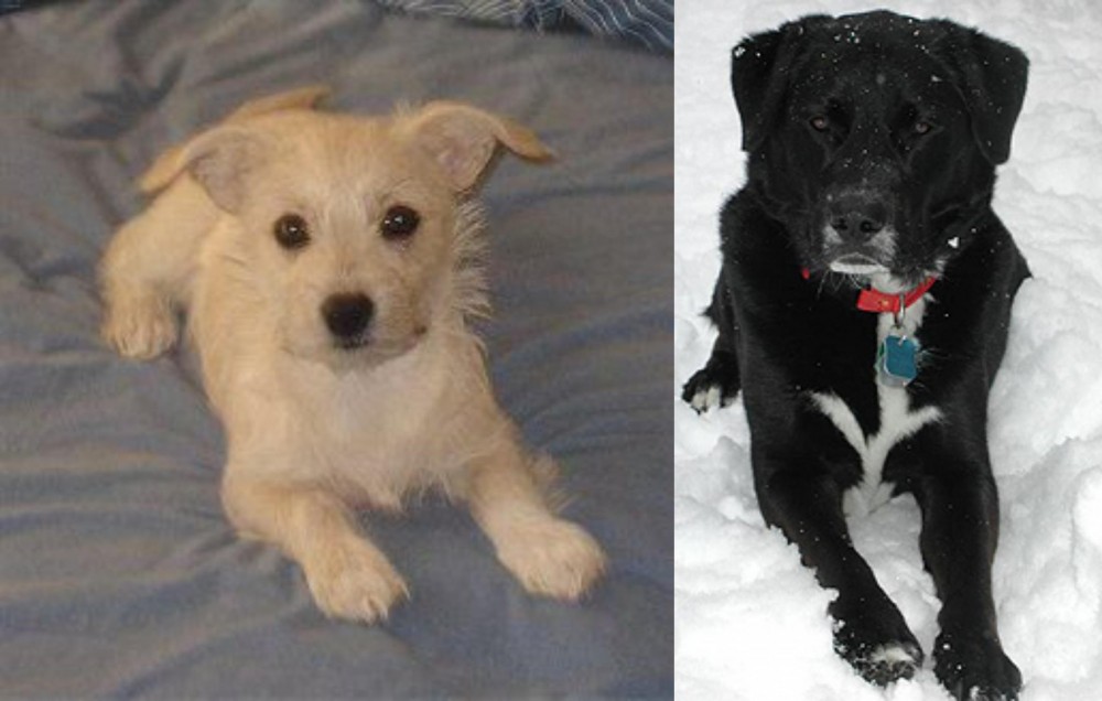 St. John's Water Dog vs Chipoo - Breed Comparison
