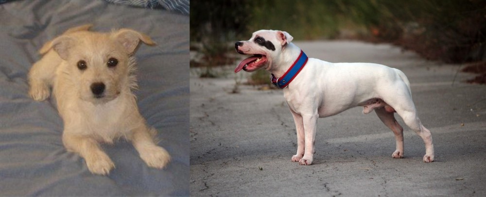 Staffordshire Bull Terrier vs Chipoo - Breed Comparison