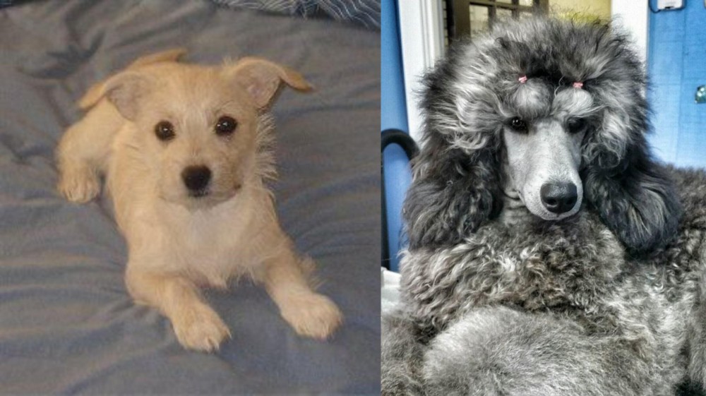 Standard Poodle vs Chipoo - Breed Comparison