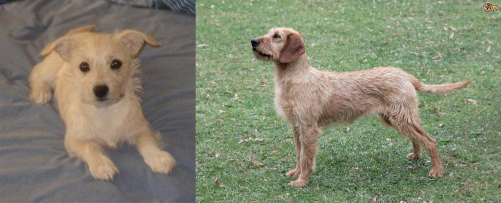 Styrian Coarse Haired Hound vs Chipoo - Breed Comparison
