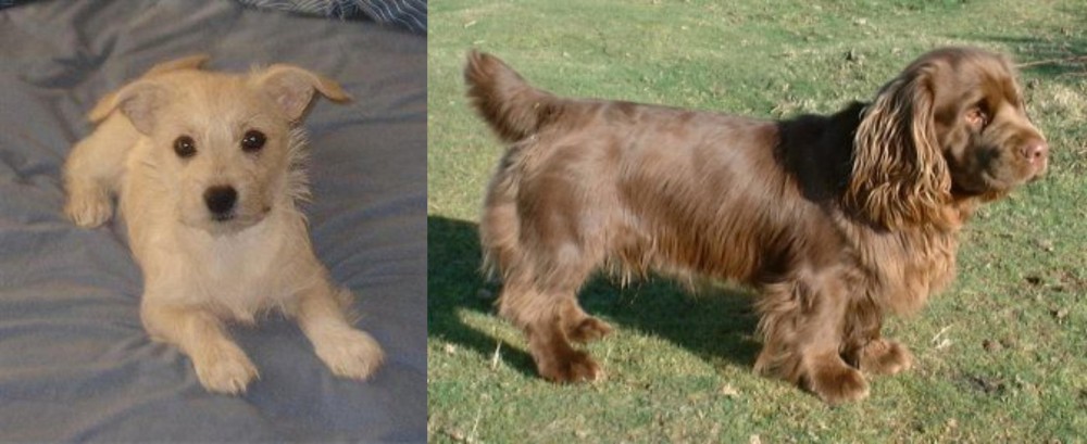 Sussex Spaniel vs Chipoo - Breed Comparison