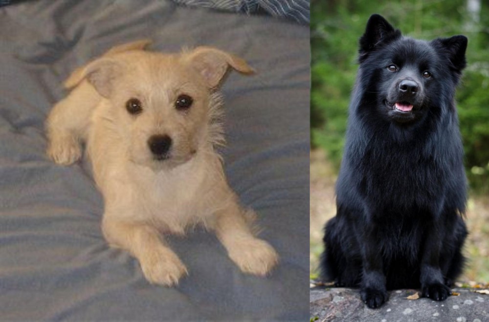 Swedish Lapphund vs Chipoo - Breed Comparison