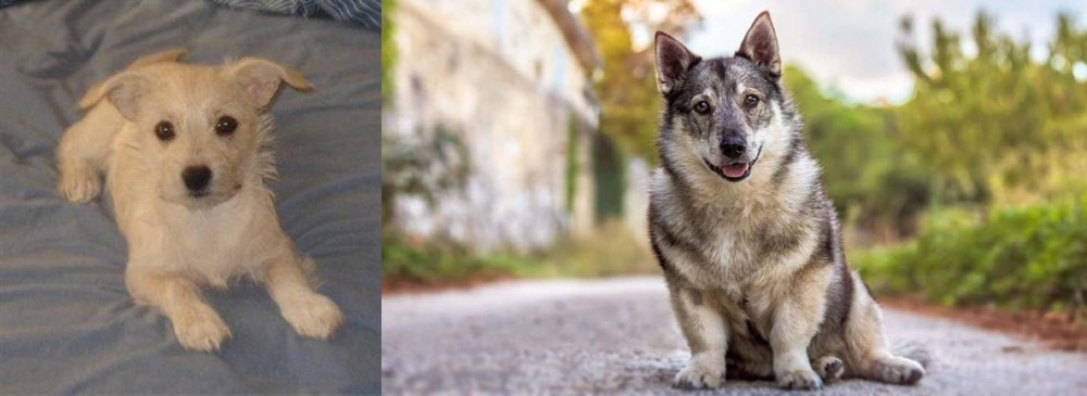 Swedish Vallhund vs Chipoo - Breed Comparison