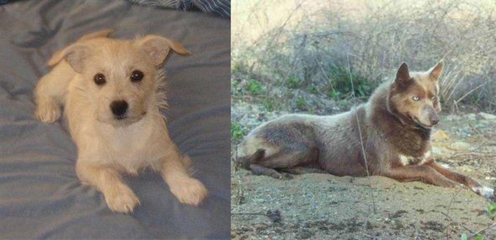 Tahltan Bear Dog vs Chipoo - Breed Comparison