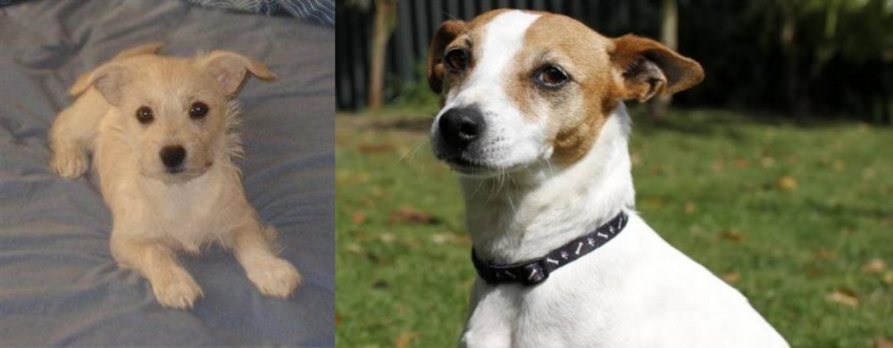 Tenterfield Terrier vs Chipoo - Breed Comparison