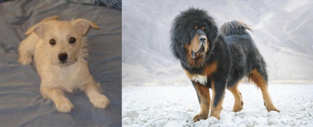 Tibetan Mastiff vs Chipoo - Breed Comparison