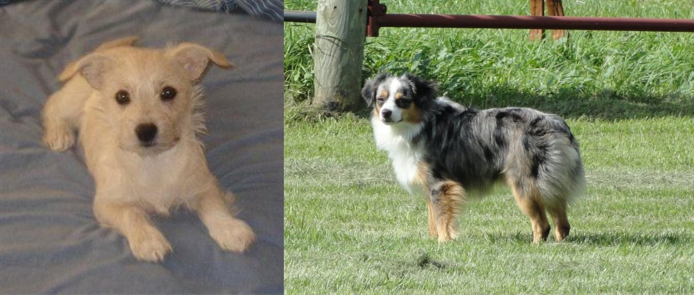 Toy Australian Shepherd vs Chipoo - Breed Comparison