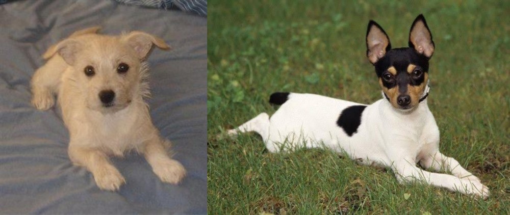 Toy Fox Terrier vs Chipoo - Breed Comparison