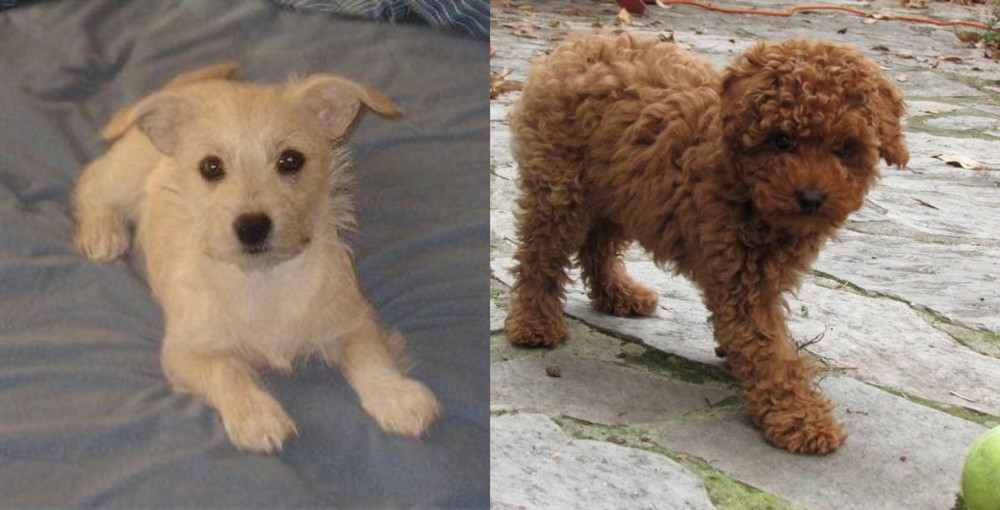 Toy Poodle vs Chipoo - Breed Comparison