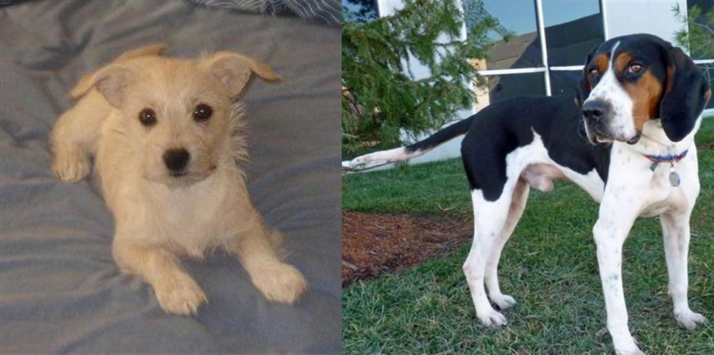 Treeing Walker Coonhound vs Chipoo - Breed Comparison