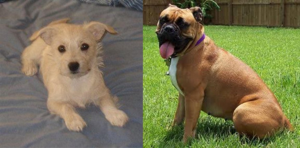 Valley Bulldog vs Chipoo - Breed Comparison