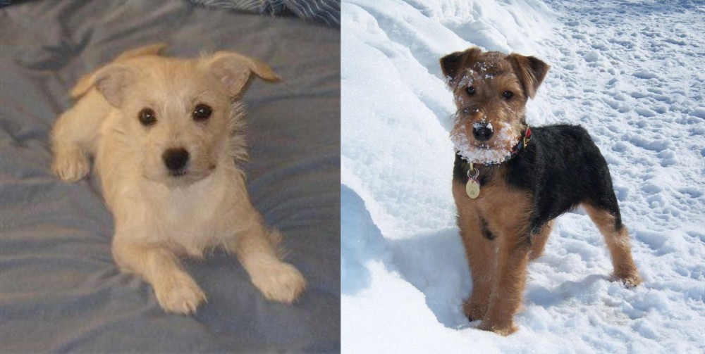 Welsh Terrier vs Chipoo - Breed Comparison