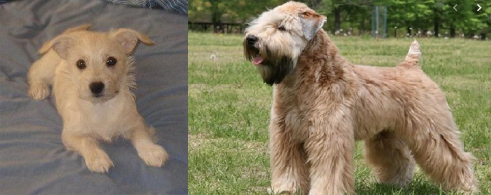 Wheaten Terrier vs Chipoo - Breed Comparison