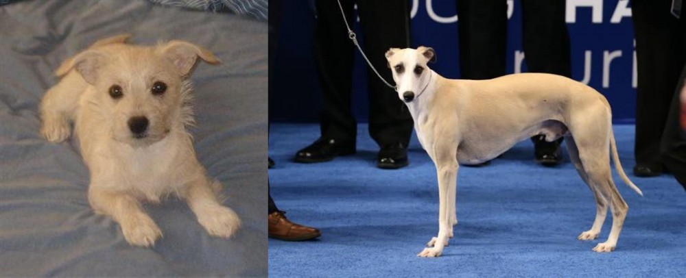 Whippet vs Chipoo - Breed Comparison