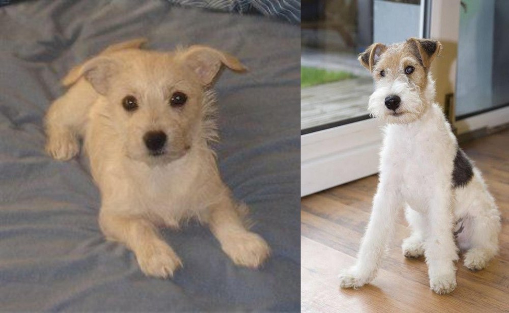 Wire Fox Terrier vs Chipoo - Breed Comparison
