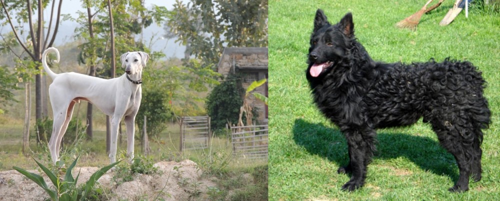 Croatian Sheepdog vs Chippiparai - Breed Comparison