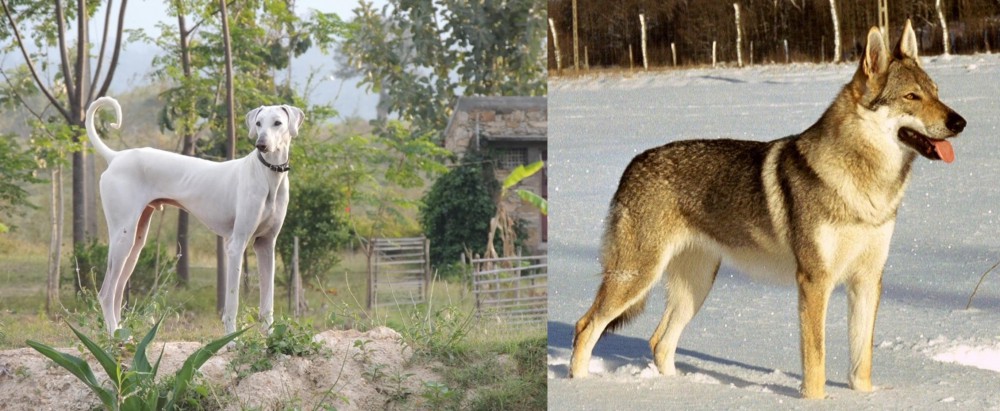 Czechoslovakian Wolfdog vs Chippiparai - Breed Comparison