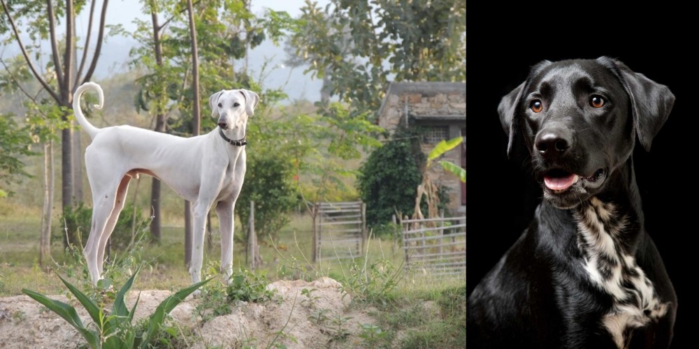 Dalmador vs Chippiparai - Breed Comparison