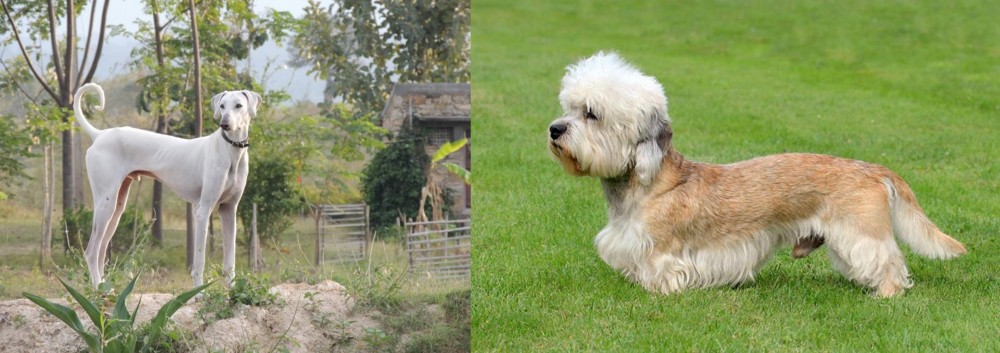 Dandie Dinmont Terrier vs Chippiparai - Breed Comparison